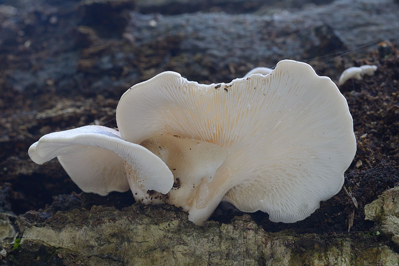 Hohenbuehelia auriscalpium